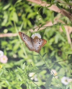 Butterfly by Nancy Richardson