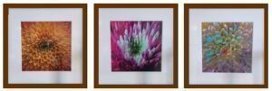 Art From The Heart 2025 Gordon Backman Close Up of Flowers Set of 3