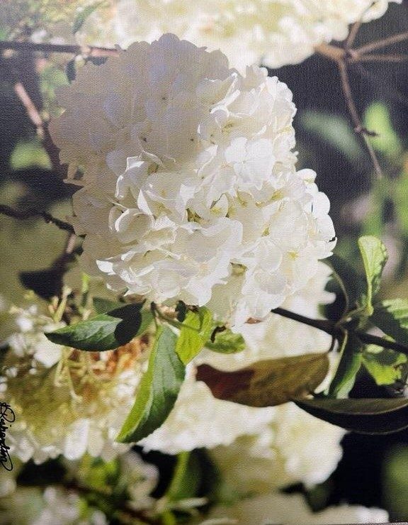 Hydrangea by Nancy Richardson