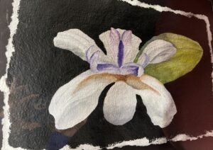 Orchid by Kurt Jarvis