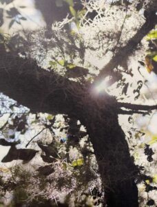 Tree by Nancy Richardson