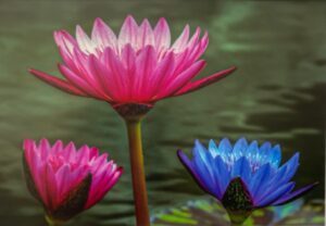 Trois Nenuphars by Gordon Backman